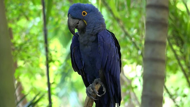 Hyacinth Macaw - Big blue parrot