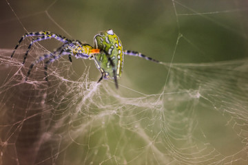 close up photo of a green spider building its nest
