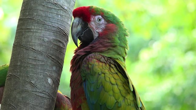 The Scarlet Macaw (Ara macao) sitting on a branch.The Scarlet Macaw is a large, red, yellow and blue South American parrot. It is native to humid evergreen forests of tropical South