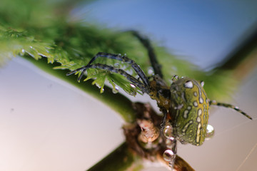 close up photo of a green spider wet with rain