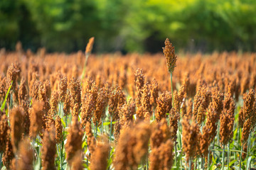 Field of sorghum in the morning, Thailand.