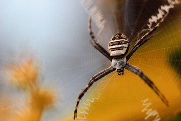 close-up photo of a Argiope spider on a blurred background
