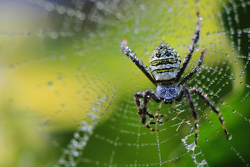 close-up photo of a Argiope spider on a blurred background