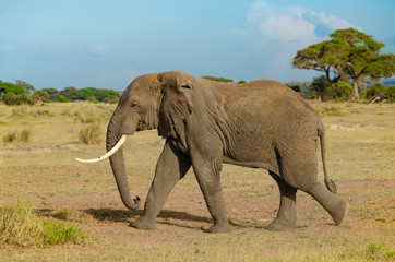 Africa, Kenya, an elephant walking on the Savannah, trees in the background.