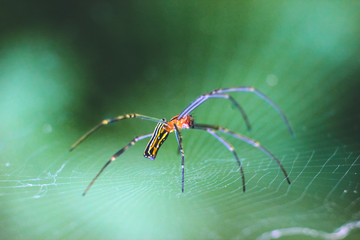 close-up photo of a Nephila  spider with a blurred background