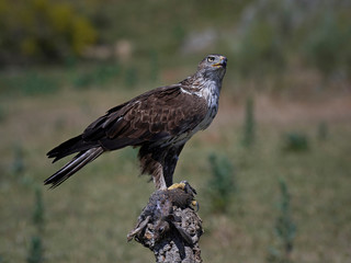 Fototapeta premium Bonellis eagle (Aquila fasciata)