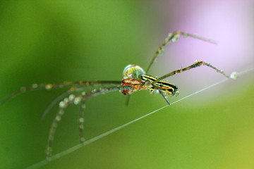 close-up photo of a long-legged spider with a blurred background
