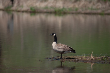 A wild goose stands at the edge of a pond in Iowa.