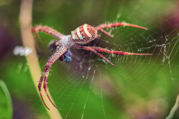close-up of a striped spider that has caught a fly