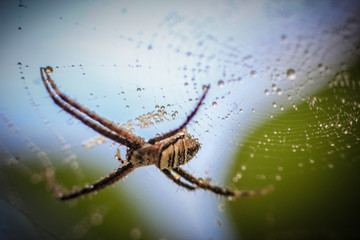 close-up photo of a spider in the web with a blurred background