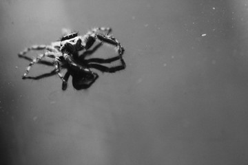 close up photo of a spider on a dusty glass