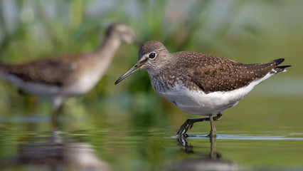 Mature Green Sandpiper wades in green water near a shore in summer day