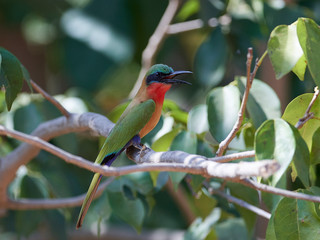 Red-throated bee-eater (Merops bulocki)