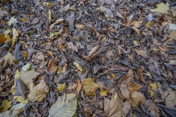 A pile of dry old leaves