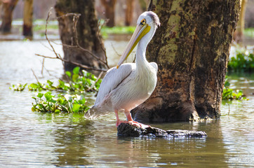 Kenya, Africa, Pelican on lake Naivasha sitting on a rock.