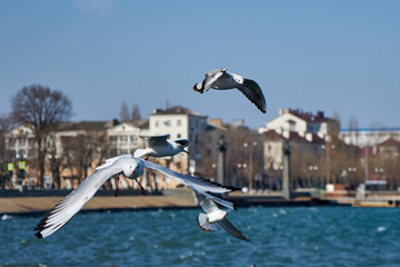 Image of seabirds. Image of seagulls.