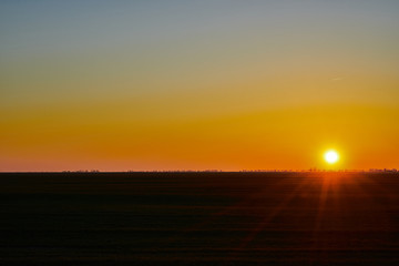 Image of a field of young wheat at sunset.