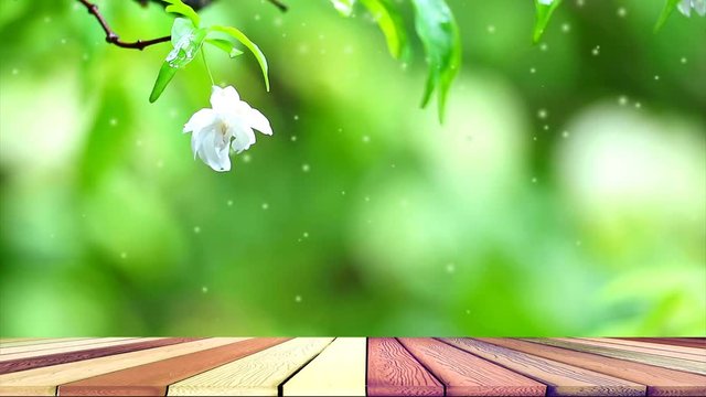 white moke blossoms smell fragrant and sway in wind in garden wood floor and water drop
