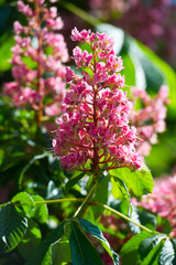 Red horse chestnut florwers (Aesculus x carnea briotii). HORSE CHESTNUT RED - MEAT BRIOTII. Carnea Briotii.
