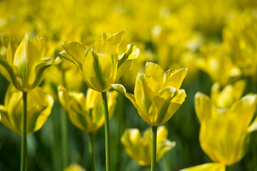 Green tulips in garden in sunny day. Spring flowers. Gardening. Variety Yellow Springgreen. In Full Bloom. 