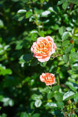 Beautiful bush of yellow pink roses in a spring garden. Rose garden.