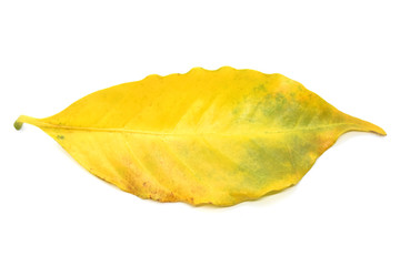 Naklejka premium Yellow coffee leaves on white background.