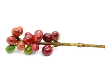 Coffee berries on branch on white background.