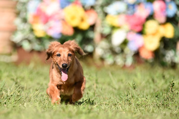 ダックスフンド