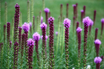 Fototapeta premium A large number of inflorescences of a liatris begins to blossom in small violet flowers.