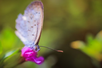 macro photography of butterflies perched on a leaf