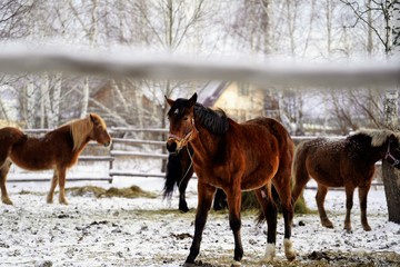horses in snow