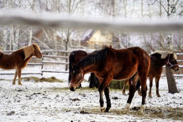 horses in the snow