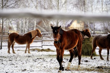 Fototapeta na wymiar horses in the snow