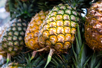 Closeup of popular raw sweet M3 variety of ripe pineapple fruit(s) which is packed with nutrients and antioxidants. Selective focus.