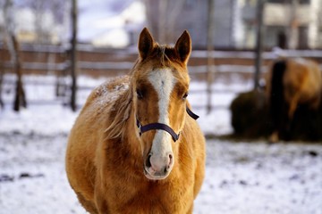 portrait of a horse in wintertime