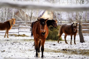 herd of horses in winter