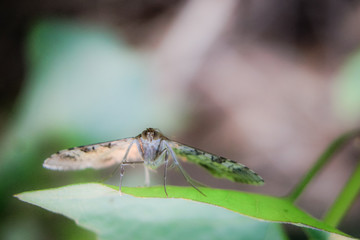 macro photography of butterflies perched on a leaf