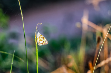 Butterfly sitting on a plant stem