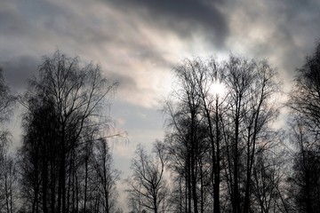 tree silhouettes by dark sky