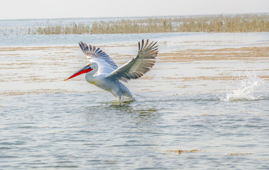 Pelican landing on water