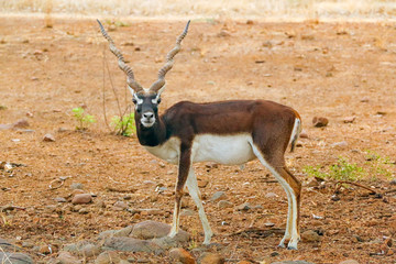 Blackbuck