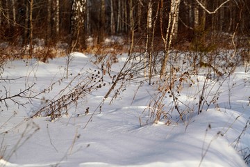Winer snowy forest in Siberia at sunrise