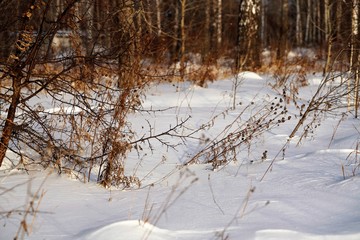 winter sunny day  in the forest