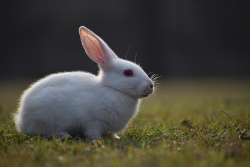 Rabbit On Field - RightSide
