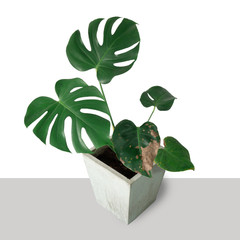 Real Monstera in pot isolated on white background