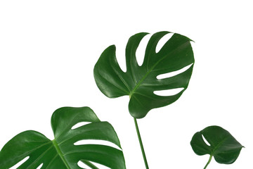 Monstera Leaves Isolated, on white background 