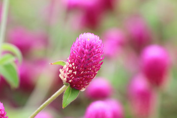 Bachelor's Button(Globeamaranth) flower,beautiful view of peach flowers blooming in the garden