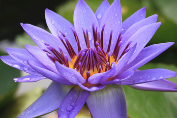 Lotus flower close-up,beautiful purple lotus flower blooming in the pond in summer
