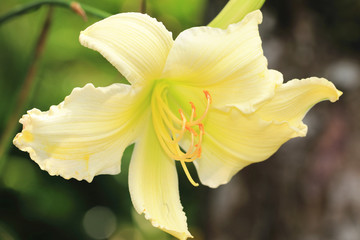 Fototapeta premium Lily flower,close-up of yellow lily flower blooming in the garden