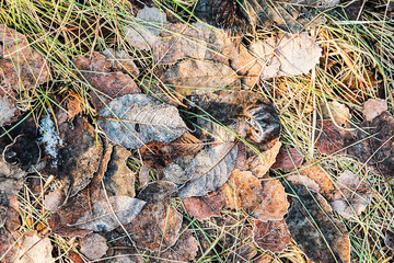 background of grass and fallen leaves which was covered with frost from the first frosts